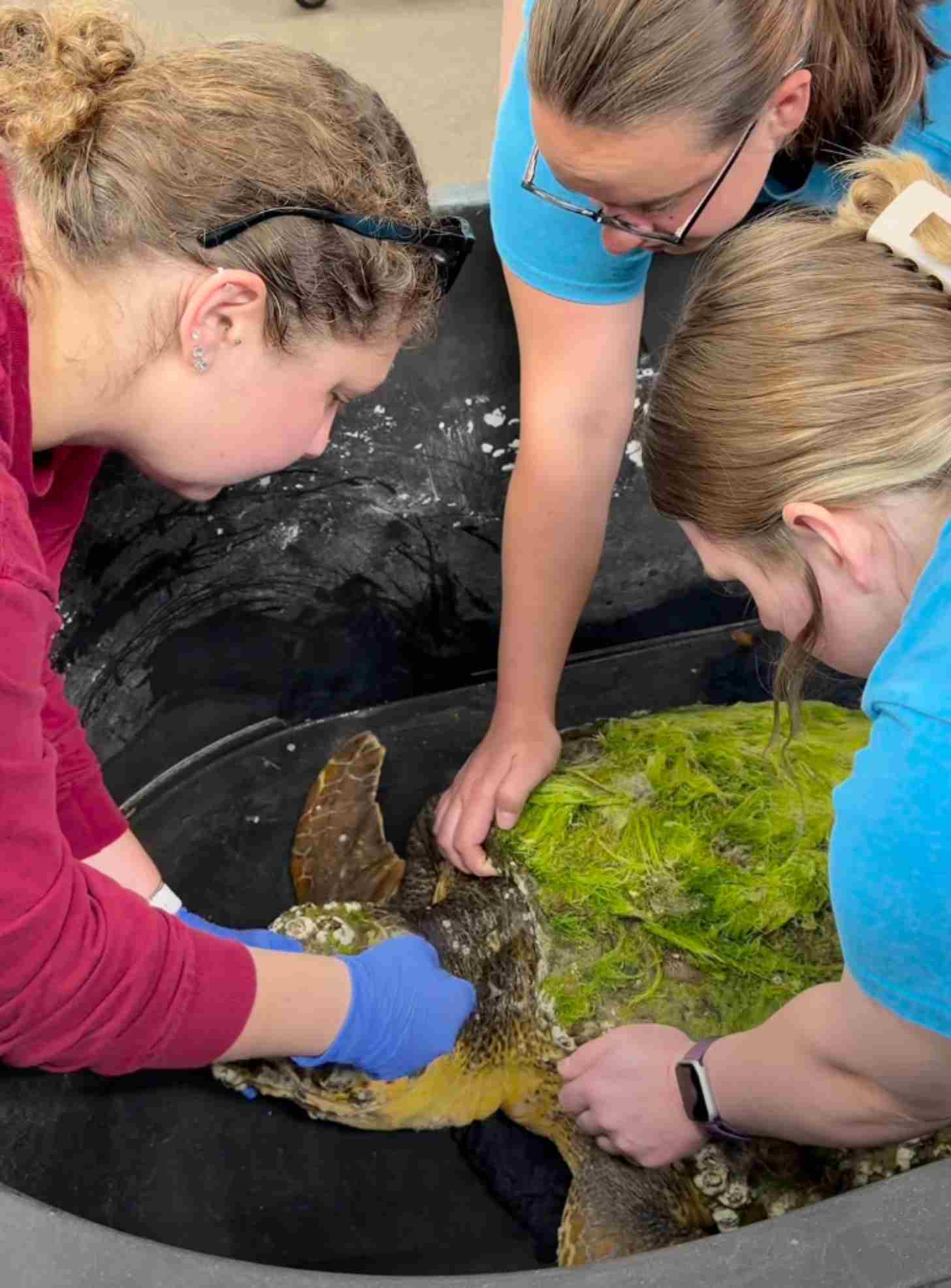 A sea turtle with thick algae on its shell is cared for by a team of three women