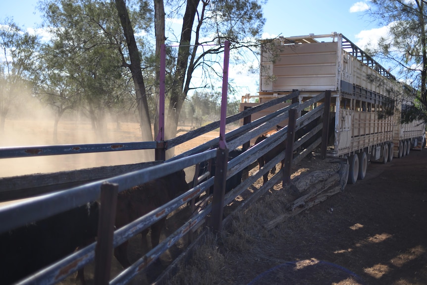 Cattle yards leading up to a semi-trailer.