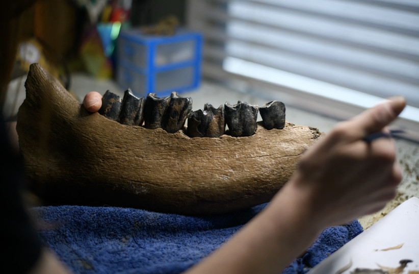 Fossil preparation and restorationist Lauren McClain Lauren McClain works with a woolly rhinoceros jaw in Houston, Texas, April 30, 2024.