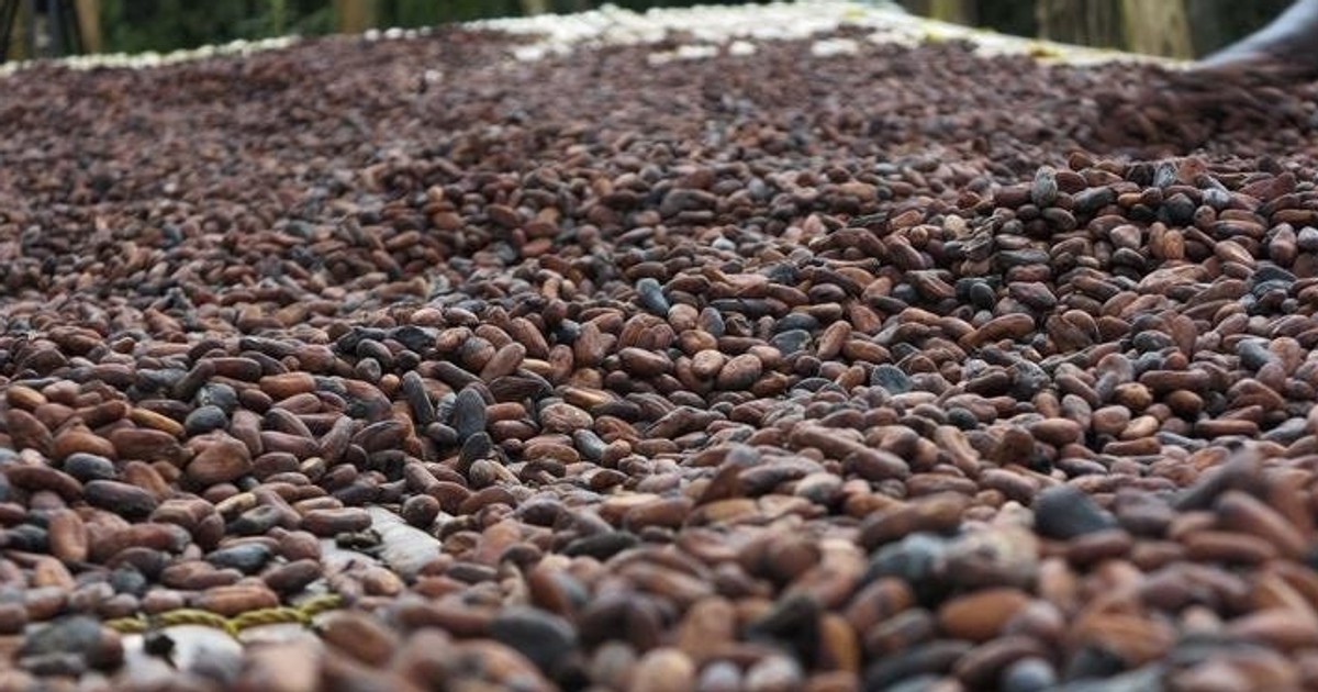 World’s largest cocoa producer expects major harvest rebound after chocolate prices hit historic highs