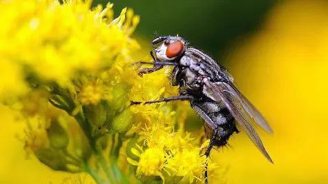 Close-up of a house fly with large red eyes sitting on a rapeseed oil crop, which is bright yellow, with more crops blurred in the background.