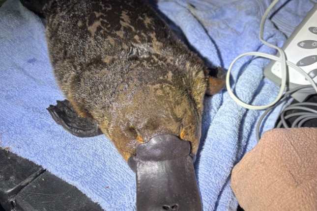 A platypus on a towel