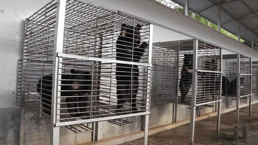 Moon bears seen in cages at the illegal bear bile farm in Laos. Photo: Free the Bears