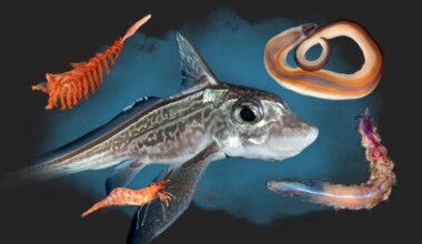 Ghost shark and ‘death ball’ sponge among 1,100 new ocean species - The Times