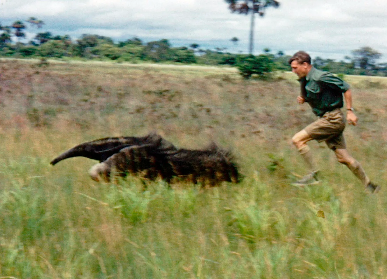 Sir David Attenborough running after a Giant Anteater in a savannah.