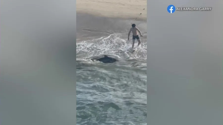 Man in shorts stands in shallow water freeing a juvenile great white shark caught on a fishing line at Hermosa Beach Pier while a lifeguard vehicle sits on the sand nearby.