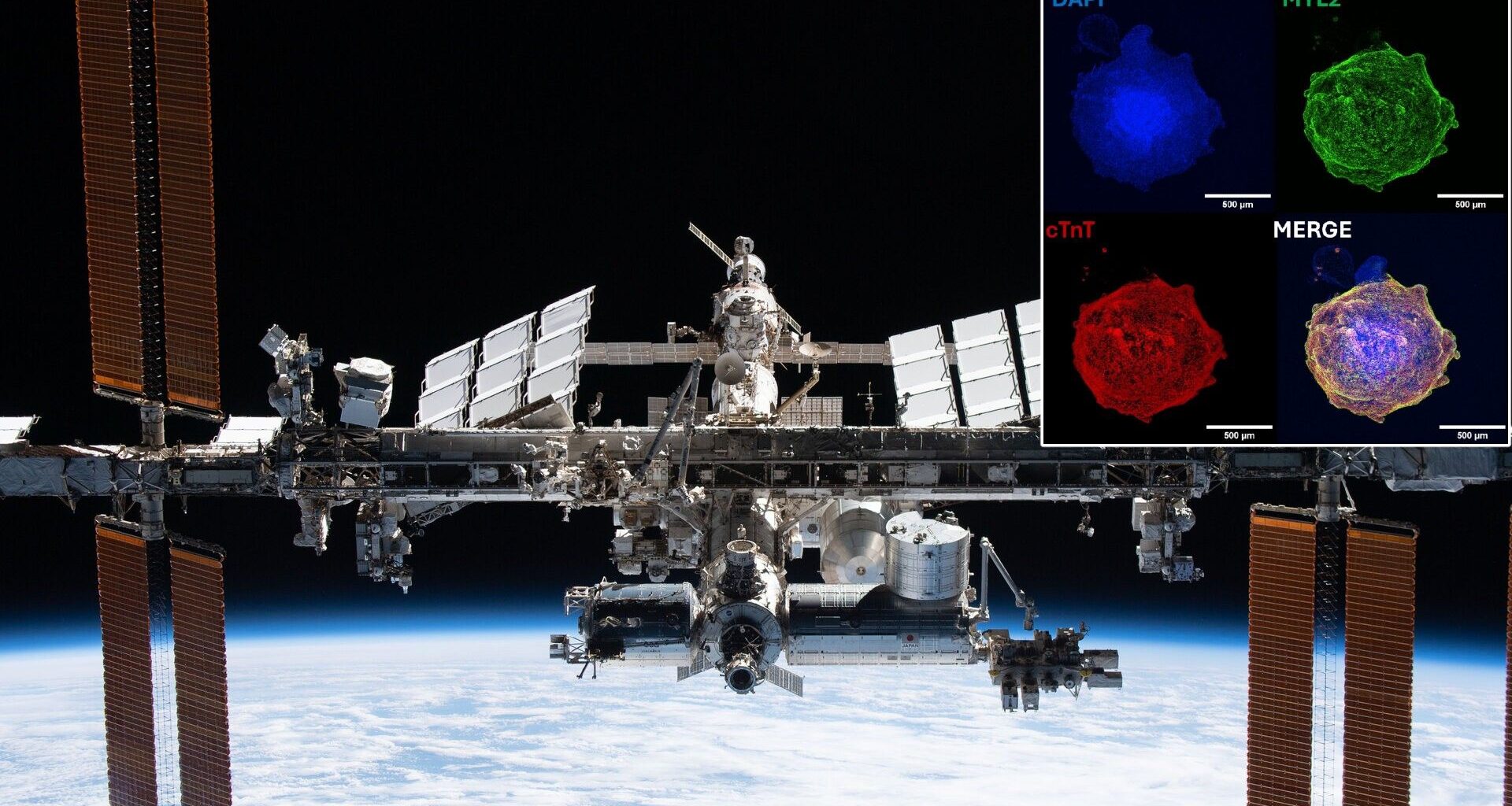 an image of an H-shaped space station in orbit above earth, with a superimposed image of four colorful blobs of cells overlaid