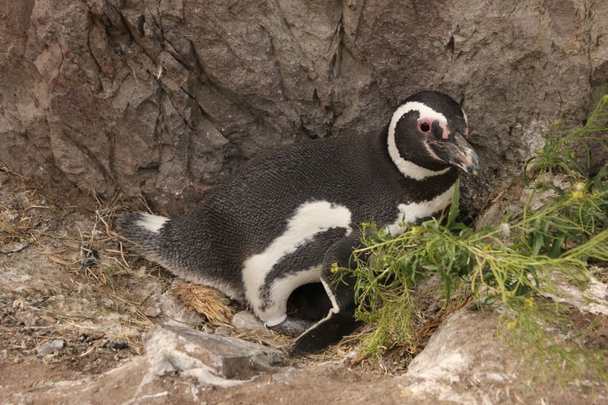 A Magellanic penguin, pictured in its nest wearing a white chemical-detecting band on its ankle.