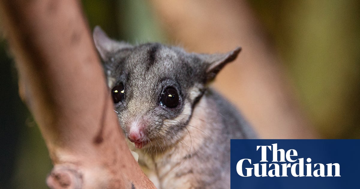 Federal government accused of watering down proposal to protect Australia’s threatened species and ecosystems | Australian politics