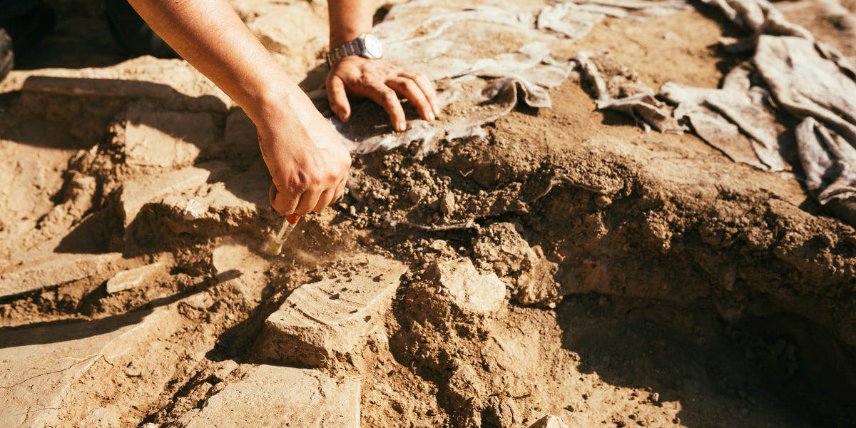 Scientists Discovered Remains of the Earliest Animals on Earth. They May Have Made a Big Mistake.