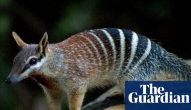 US miner under further investigation after destroying WA habitat of black cockatoos, quokkas and numbats | Western Australia