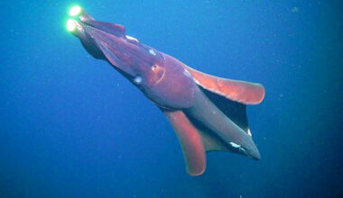 Giant Squid Detected in Deep Underwater Canyon in Western Australia for the First Time in Over 25 Years