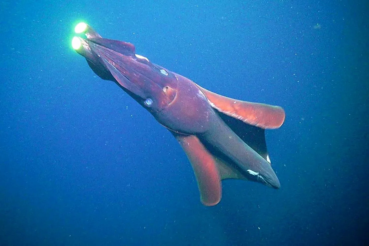Giant Squid Detected in Deep Underwater Canyon in Western Australia for the First Time in Over 25 Years