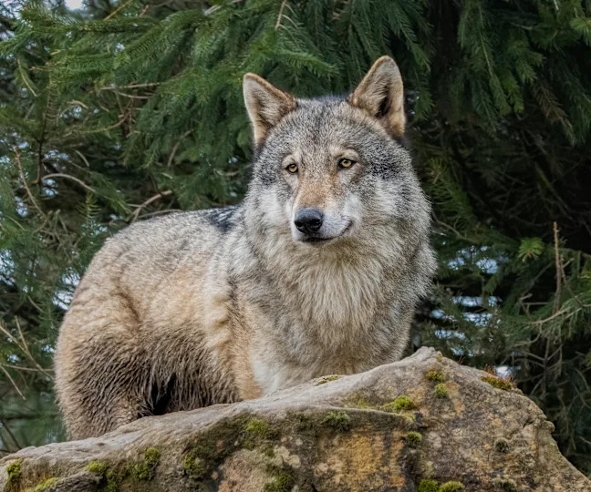 Gray wolf on a rock