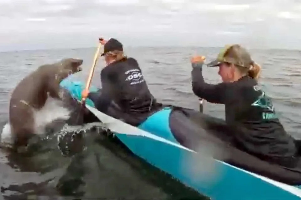 Sea lion jumps toward canoe racersCredit: Alan Luckow via Storyful