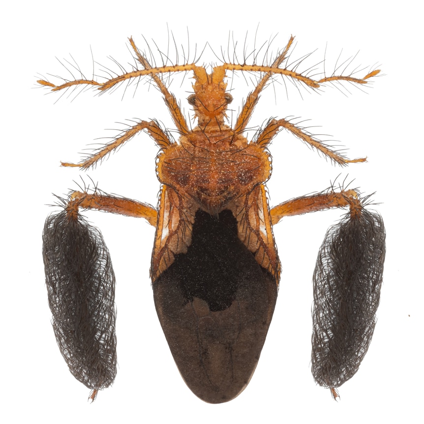 A microscopic image of a larrakia feather-legged assassin bug with a white background.