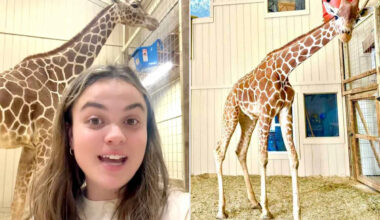 Tourists Are Traveling Hours to Wake Up Next to a Giraffe in 23-Year-Old's One-of-a-Kind Airbnb (Exclusive)