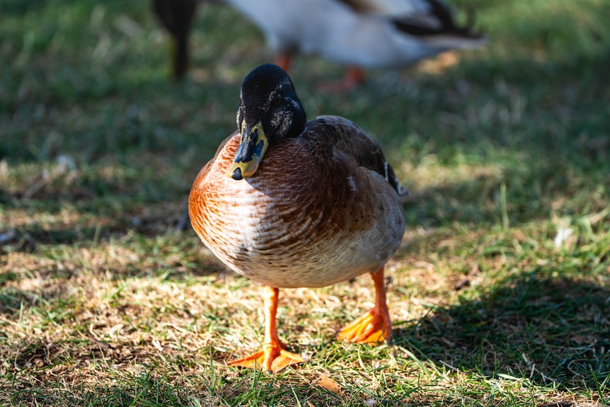 Ducks