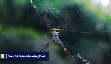 Chinese and Dutch scientists turn corn to sustainable plastic, inspired by spider silk