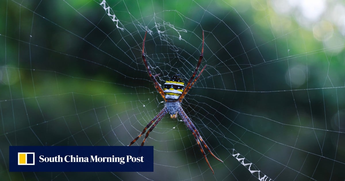 Chinese and Dutch scientists turn corn to sustainable plastic, inspired by spider silk