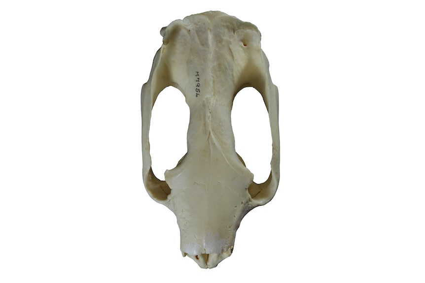 Left: A skull from a regular koala (Phascolarctos cinereus)
