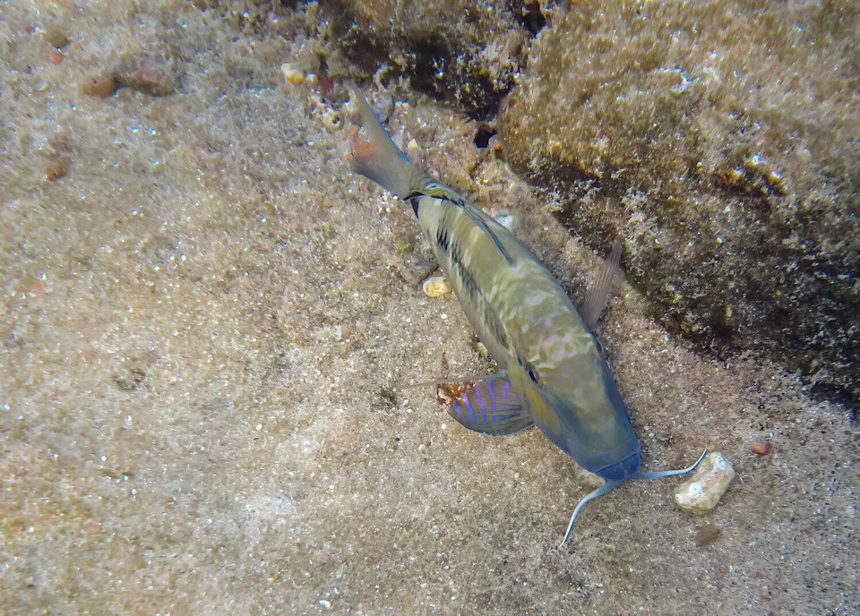 Spawned male of coral fish with common name Forsskal goatfish, scientific name is Parupeneus forskali, the fish inhabits shallow water near coral reefs. Red Sea, Sinai, Middle East