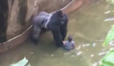 Watch: 10 years ago, these were the heart-stopping last moments of Harambe, when a small boy entered his enclosure - Stuff