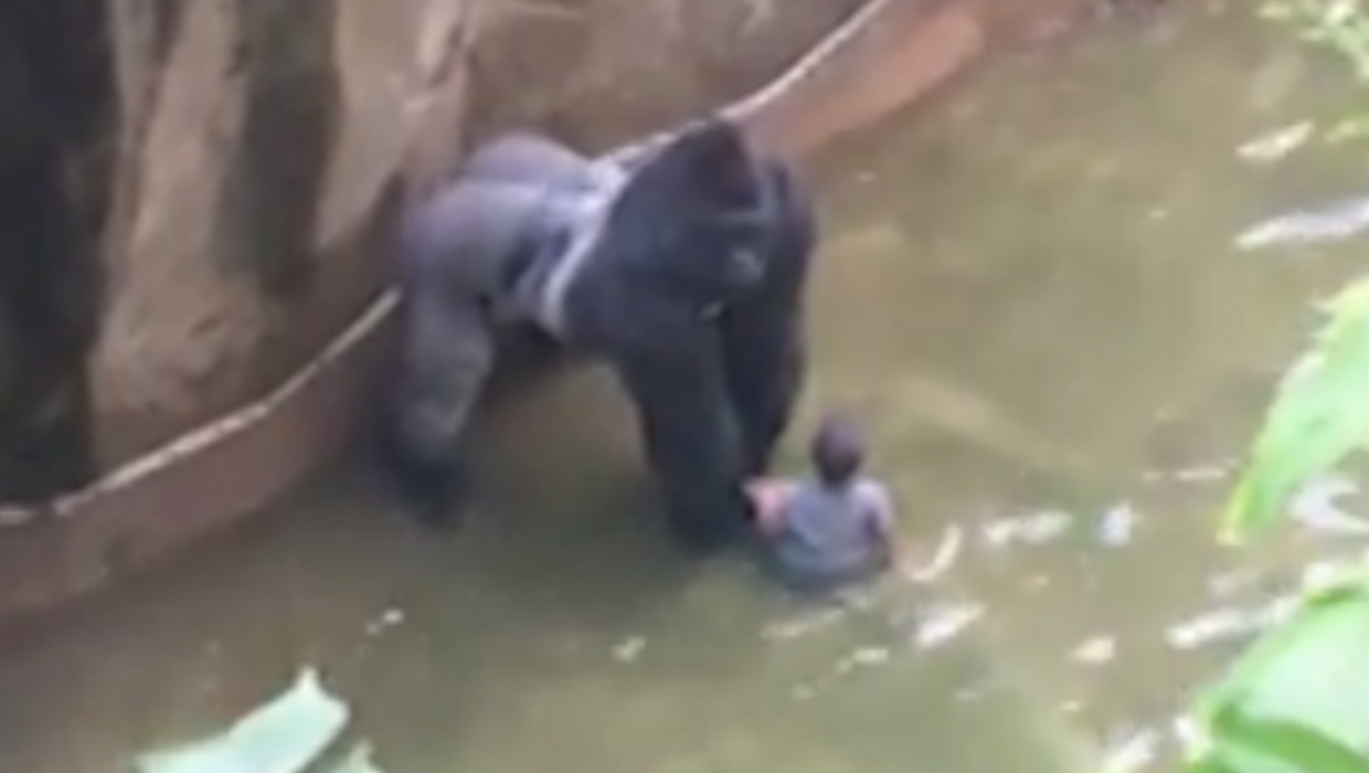 Watch: 10 years ago, these were the heart-stopping last moments of Harambe, when a small boy entered his enclosure - Stuff