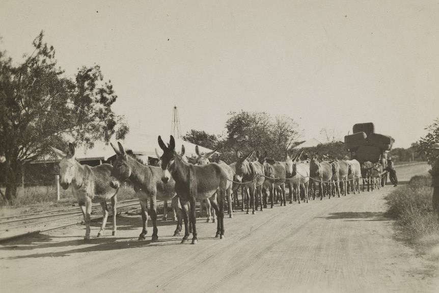 Donkeys hitched to a loaded wagon in the distance
