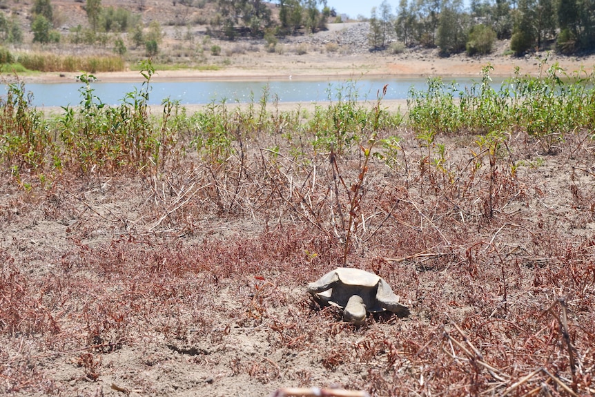 The dried up carcass of a dead turtle near an outback lake