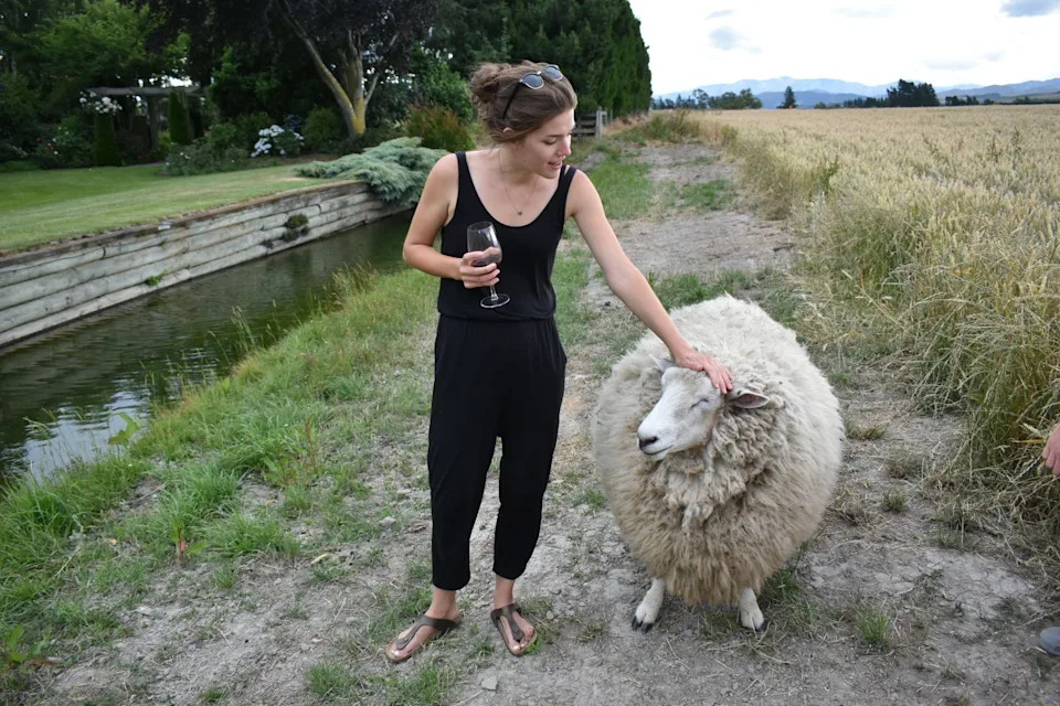The author pets a sheep while holding a glass of wine.