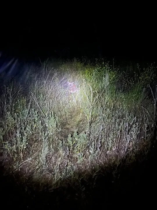 A mountain lion was tranquilized after it was found in a busy area of Escondido, Calif. on May 4, 2026. (CDFW)