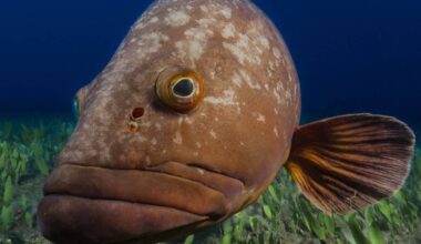 Diver Working Underwater Gets Unexpected Help From a Gentle Giant Grouper