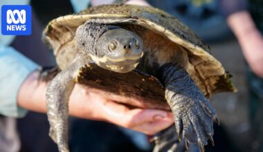 Freshwater turtles thriving only months after outback lake was on verge of drying up