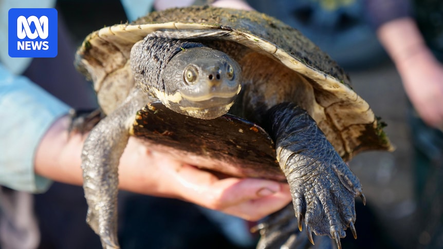 Freshwater turtles thriving only months after outback lake was on verge of drying up
