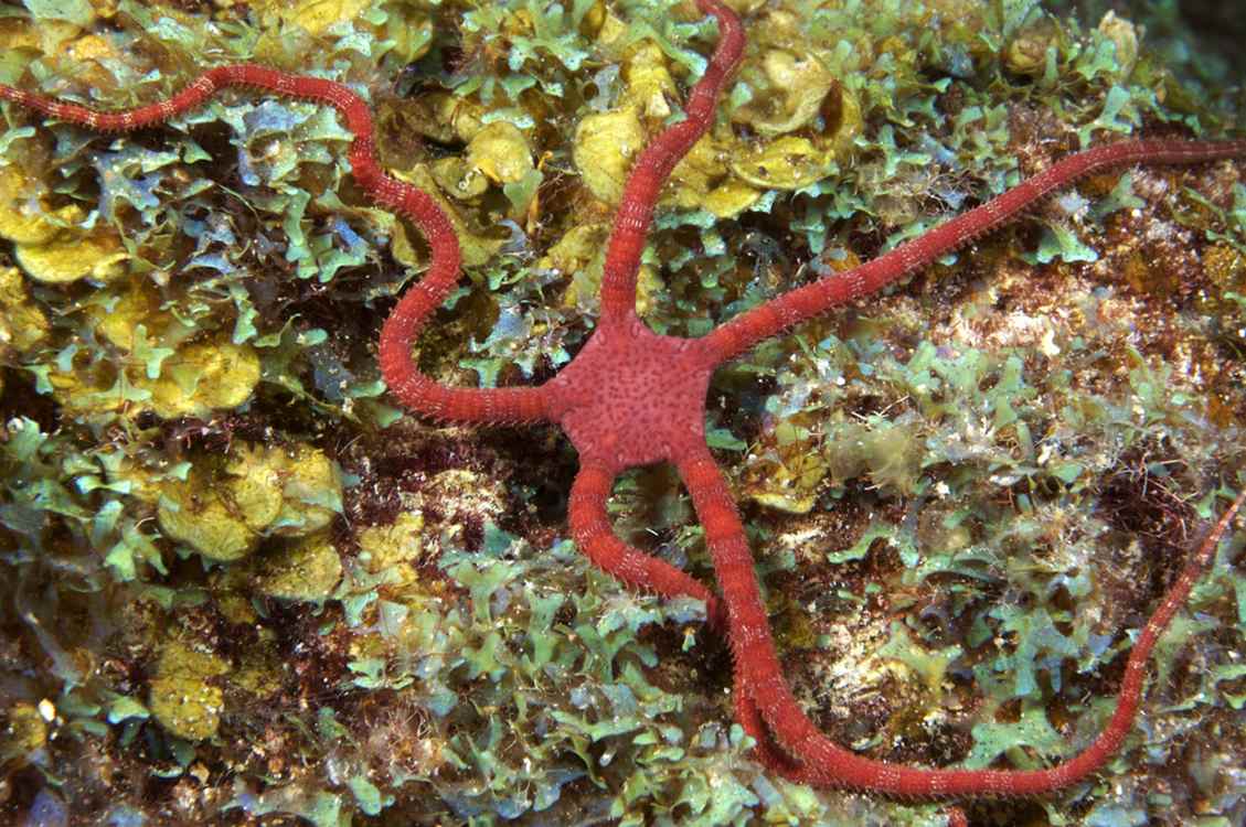 Another Trawling Ban, Another Big Recovery for Sea Life