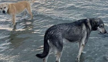 Kina Beach attack: Bo and Koda escape death row after High Court appeal