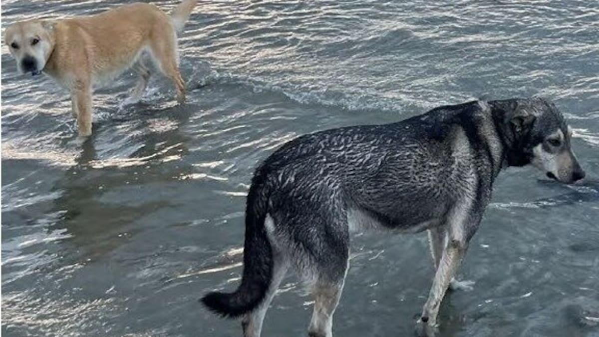 Kina Beach attack: Bo and Koda escape death row after High Court appeal