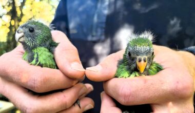 Critically endangered kākāriki karaka boosted as Nacho and Trixie raise 55 chicks
