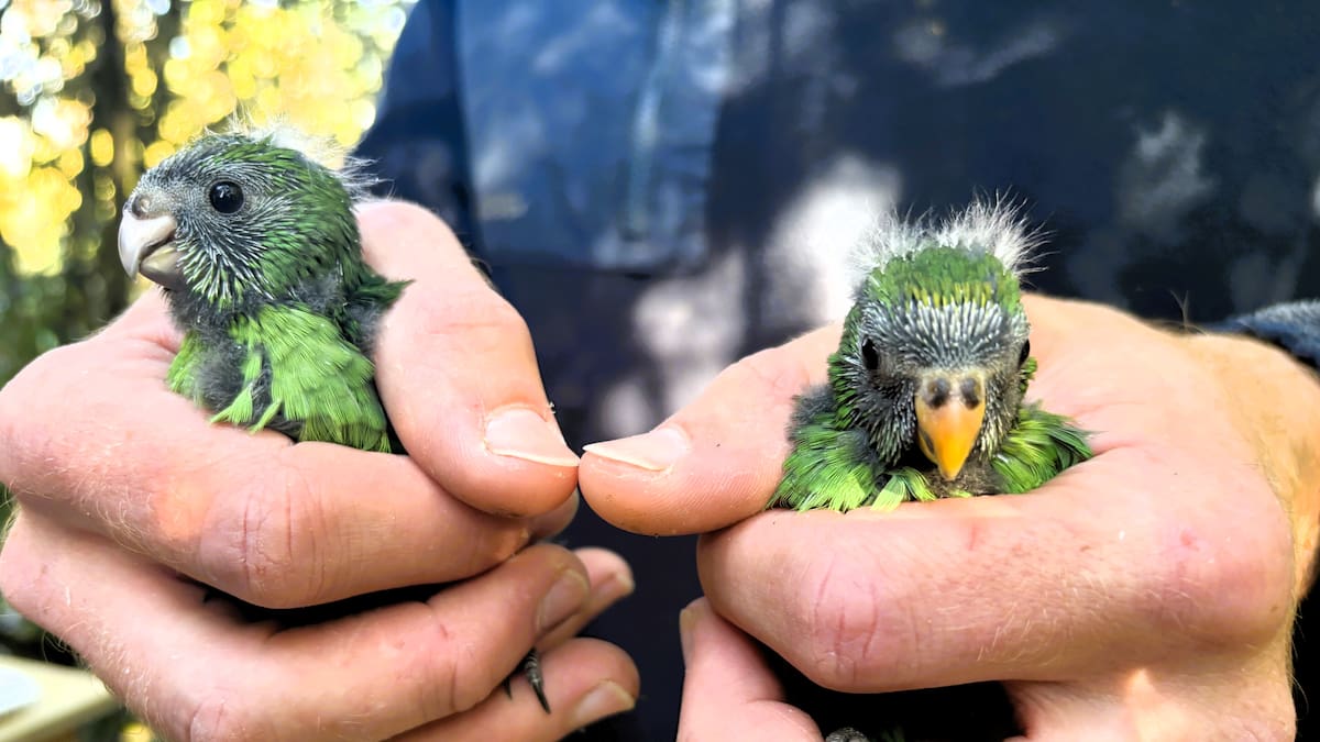 Critically endangered kākāriki karaka boosted as Nacho and Trixie raise 55 chicks