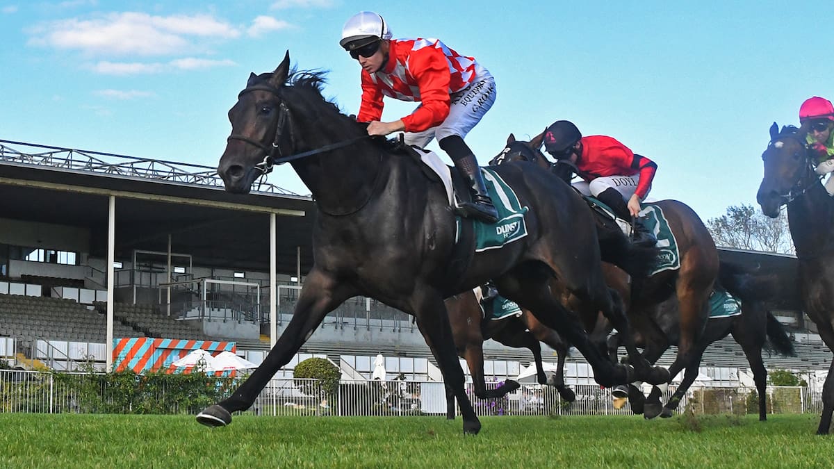 Promising colt Excite lands betting plunge in Te Rapa juvenile feature