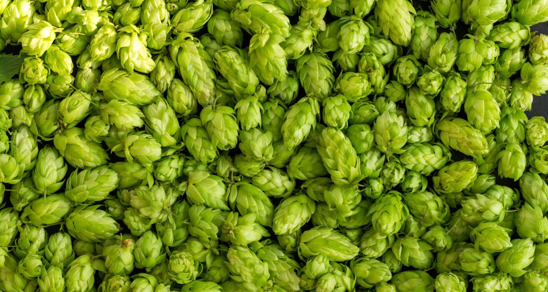 Green ripe hop cones for brewery and bakery background pattern.