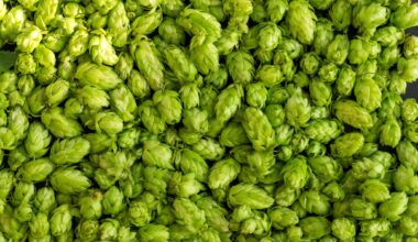Green ripe hop cones for brewery and bakery background pattern.