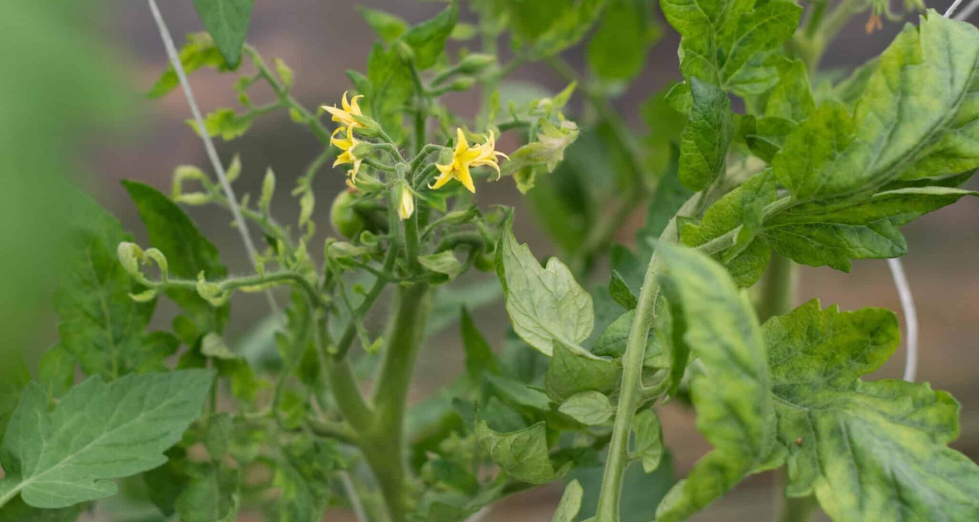 Tomato yellow leaf curl virus infect on tomato plant, carried by whitefly.
