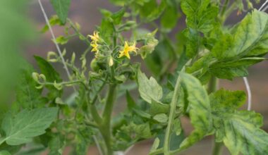 Tomato yellow leaf curl virus infect on tomato plant, carried by whitefly.