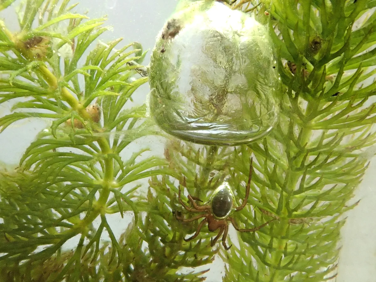 The diving bell spider Argyroneta aquatica having just left its diving bell bubble
