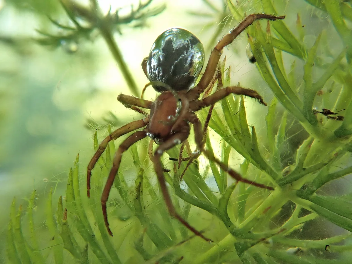 The diving bell spider Argyroneta aquatica with a bubble around it enabling it to breathe underwater