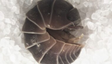 Armadillo sordidus Isopod in Aggregation