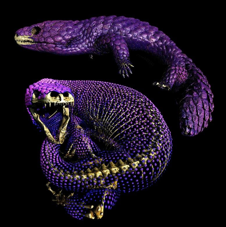 Armored Shingleback and Beaded Lizard Skeletons