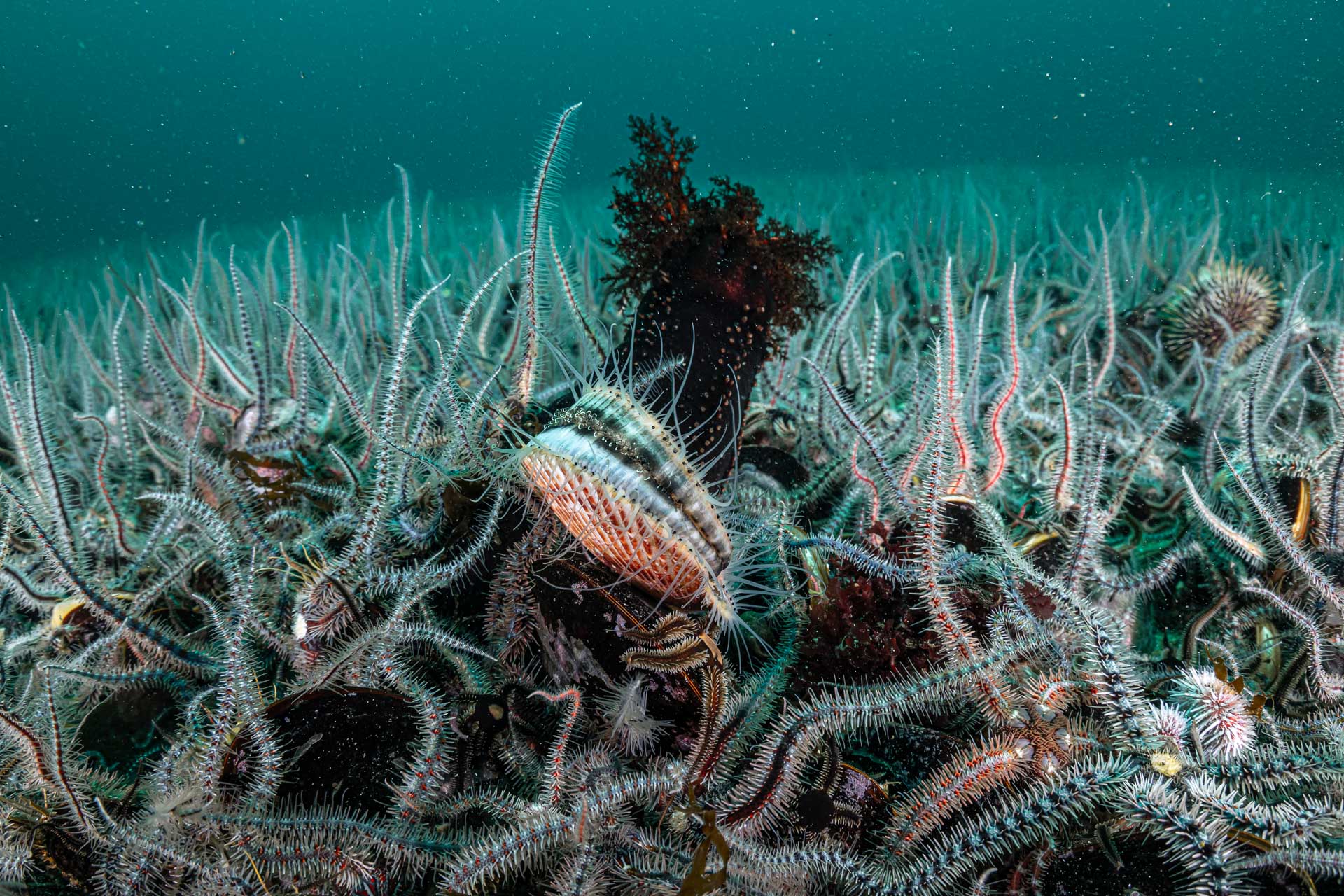Arran Expedition Underwater Image 2 – Credit Henley Spiers